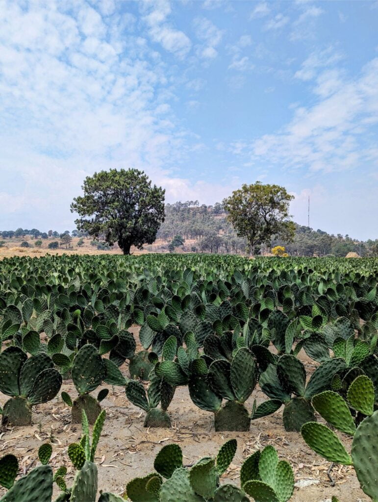 cerro zapotecas reserve two travel turtles