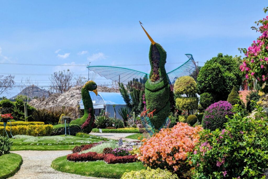 trip to atlixco two travel turtles