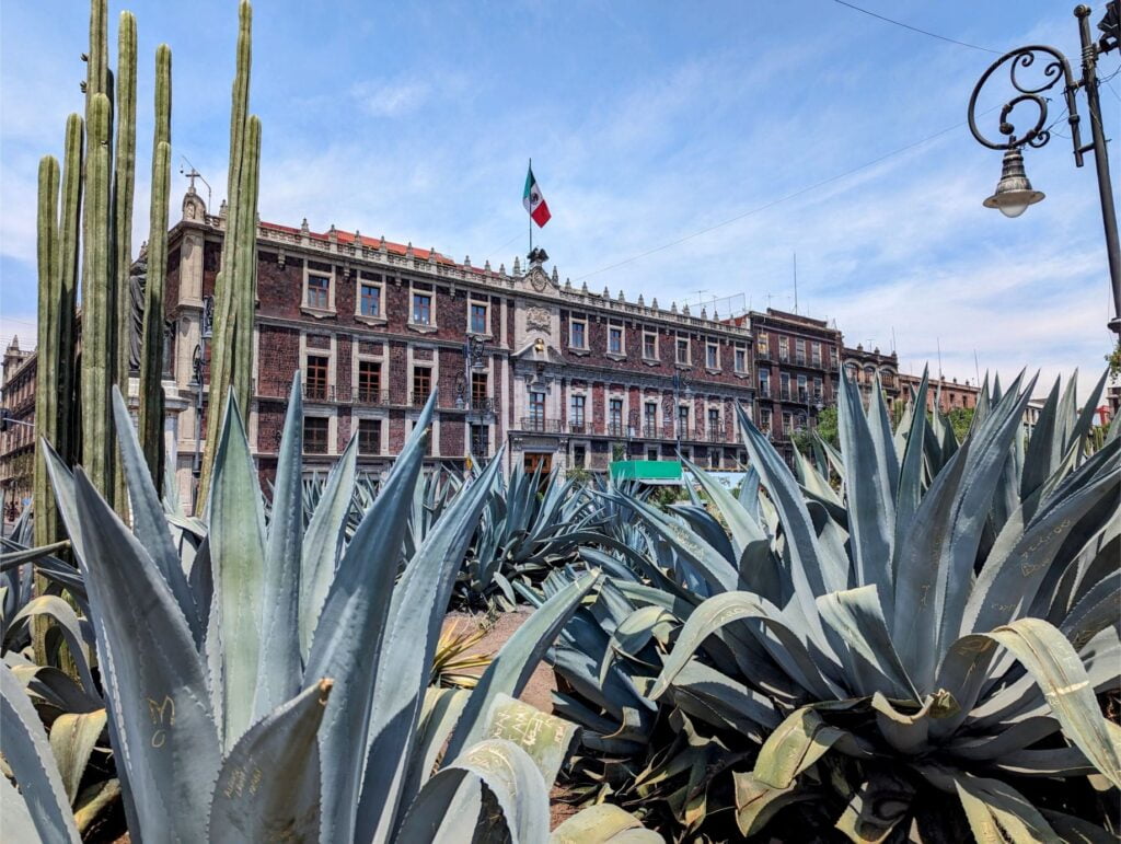 month in mexico city two travel turtles