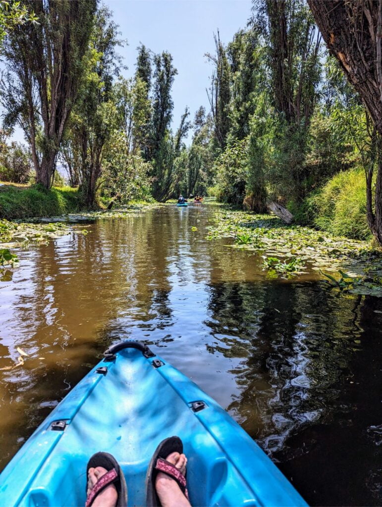 month in mexico city two travel turtles