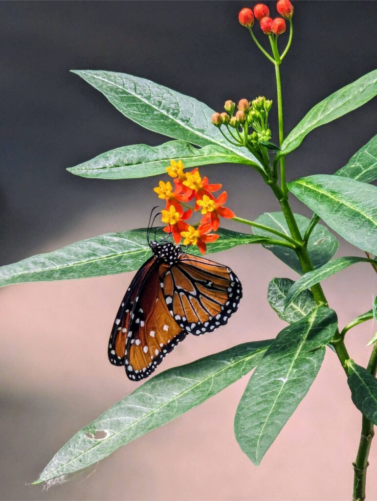 month in mexico city two travel turtles