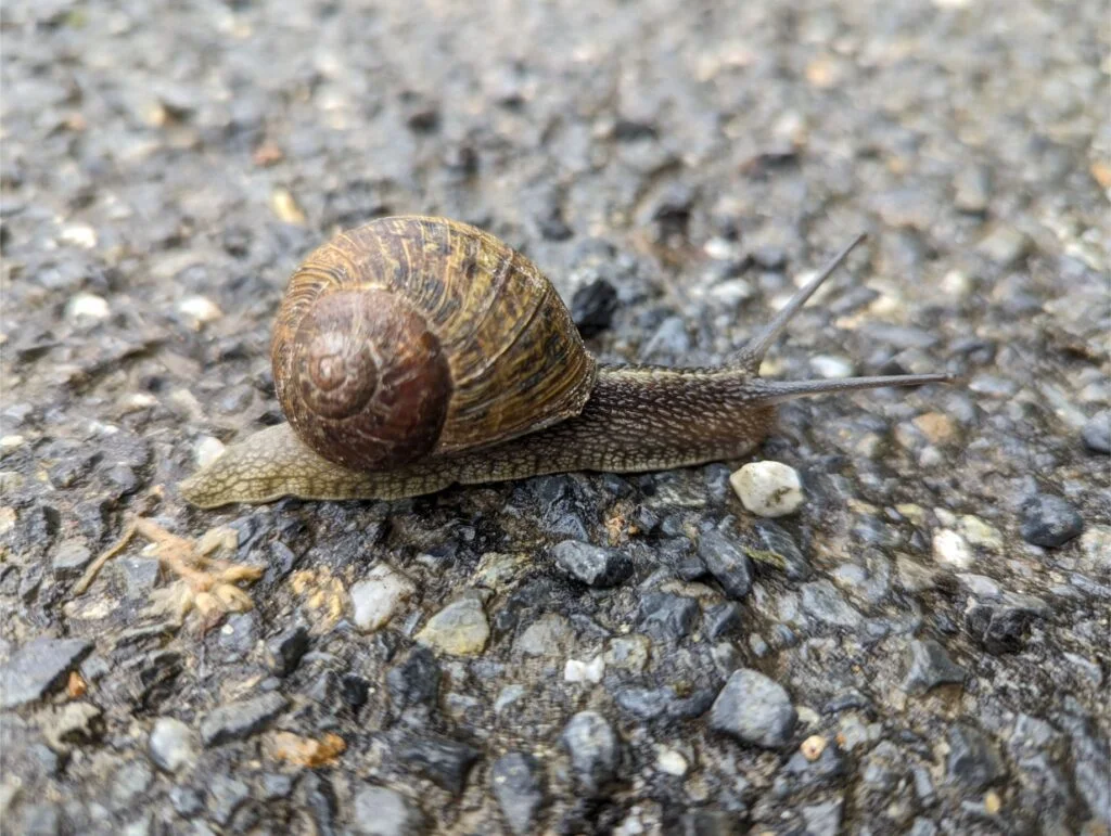 life in galicia two travel turtles